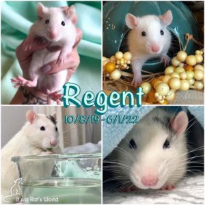 collage of photos to honor a departed pet rat