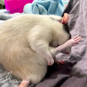 The Quirky Side Of Rats – Lafeber Co. – Small Mammals