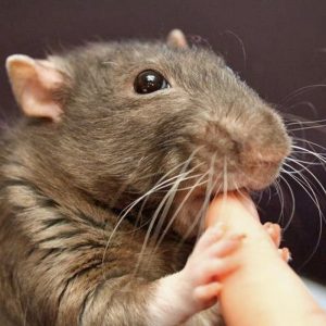 rat grooming a person's finger