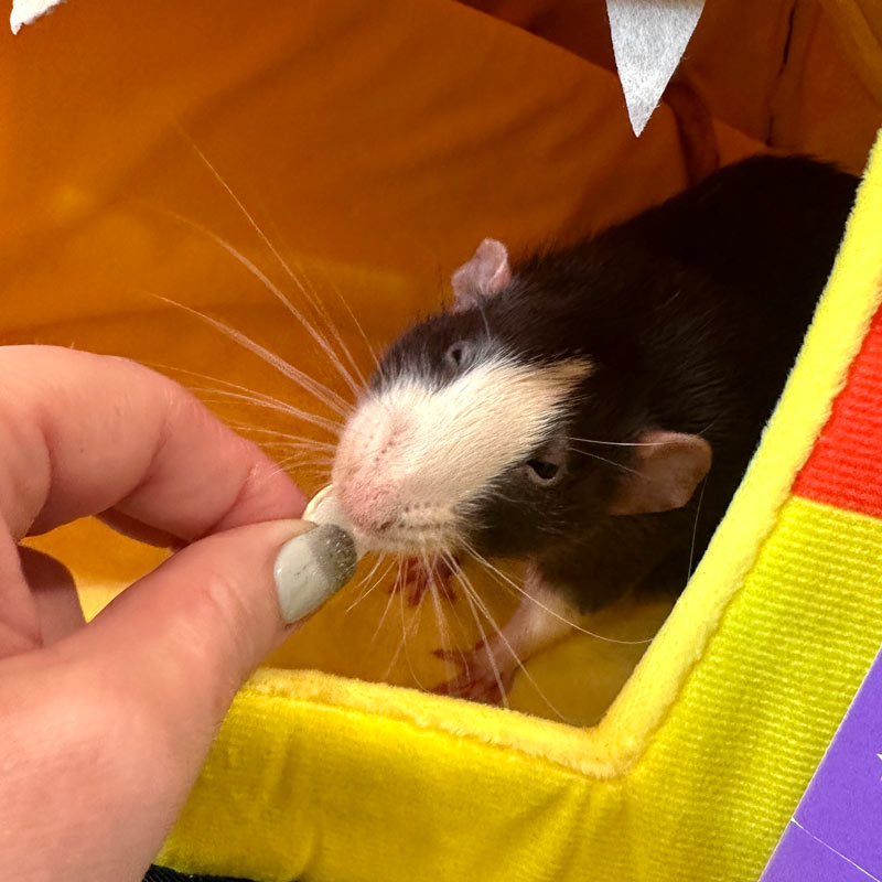 Do Rats Recognize Their People? Lafeber Co. Small Mammals