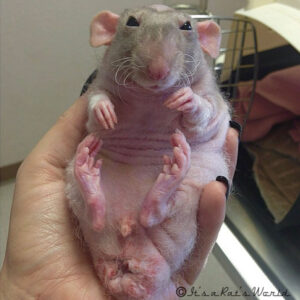 Differences Between Male And Female Pet Rats – Lafeber Co. – Small Mammals