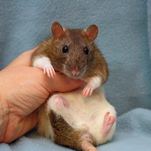 rat held in hand