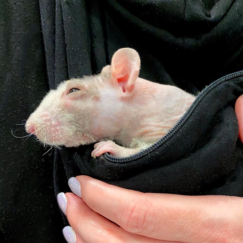 Do Rats Recognize Their People? Lafeber Co. Small Mammals