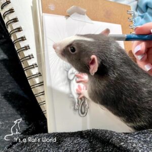 rat checking out drawing while the artist works on it