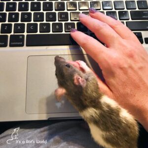 Forming A Bond With Your Rats – Lafeber Co. – Small Mammals