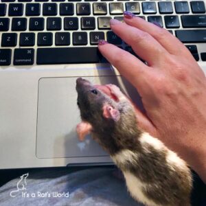 10 Mistakes To Avoid As A Rat Owner – Lafeber Co. – Small Mammals