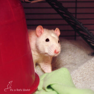 Forming A Bond With Your Rats – Lafeber Co. – Small Mammals