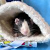 rat peeking out from a fabric hideaway