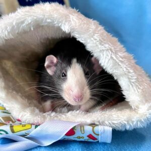 rat peeking out from a fabric hideaway