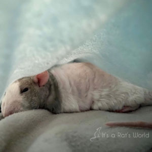 rat lying down, hidden beneath a blanket