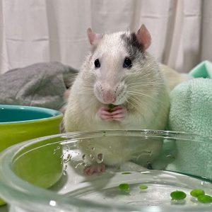 rat holding a pea