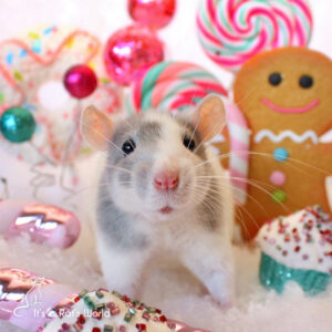 A rat standing among Christmas-themed props of candy, cookies, and goodies.