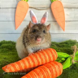 A Few Of My Favorite Rat Photos – Lafeber Co. – Small Mammals