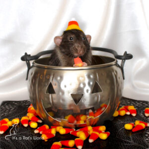 A Few Of My Favorite Rat Photos – Lafeber Co. – Small Mammals