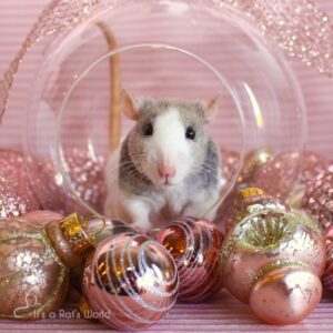 A Few Of My Favorite Rat Photos – Lafeber Co. – Small Mammals