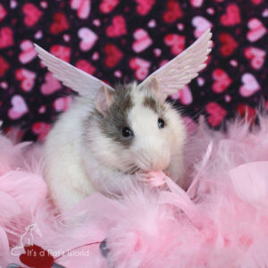 A Few Of My Favorite Rat Photos – Lafeber Co. – Small Mammals