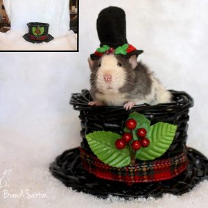 rat wearing hat sitting inside a holly hat
