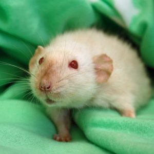 White rat pet shop best sale near me