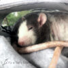rat cuddled in a bonding pouch with a mesh air vent