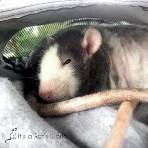 Road Trips With Rats – Lafeber Co. – Small Mammals