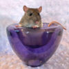 rat perched in a small purple glass bowl or vase