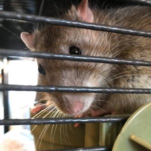 rat in cage peering out through bars