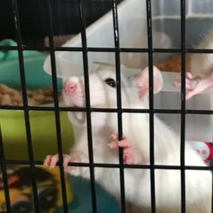 Free store pet rats