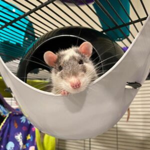 a rat peering down from a plastic hammock inside a cage