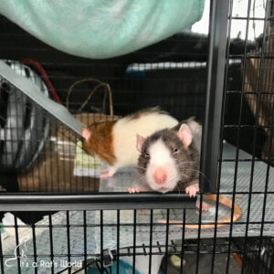 Road Trips With Rats – Lafeber Co. – Small Mammals
