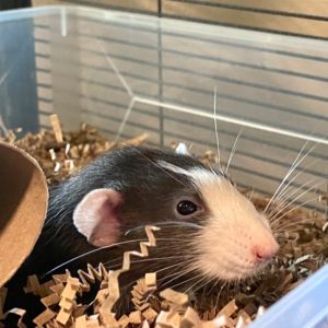 Ideas for cage set-up? : r/RATS