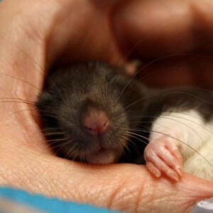 rat snoozing while held in hand