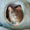 rat standing in doorway of fabric hideaway