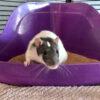 a rat perched on the edge of a purple litter box in a cage