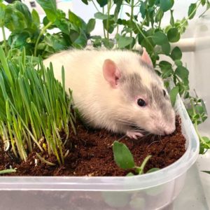 a rat in a planted dig box full of coconut substrate and plants