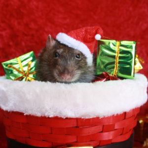 rat in Santa hat inside a red basket with wrapped gifts