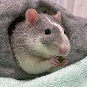 rat in towel eating
