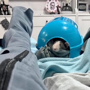 rat in hideaway sitting beside owner receiving medical treatment