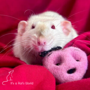 The Beauty Of Heart Rats – Lafeber Co. – Small Mammals