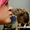 Brandi gives a kiss to a rat perched on a shelf
