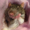 brown rat on his back snuggled in a pink blanket with eyes closed and two front paws held together