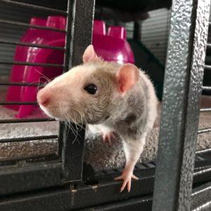 Pet rat outlet enclosure