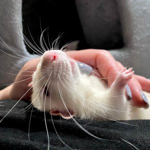 A rat lying on his back on his owner's lap