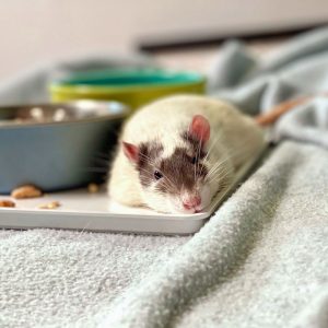 Free-Ranging Pet Rats: What Every Owner Needs To Know – Lafeber Co