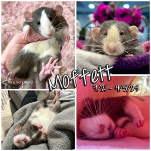 memorial collage of four photos of Moffett the rat