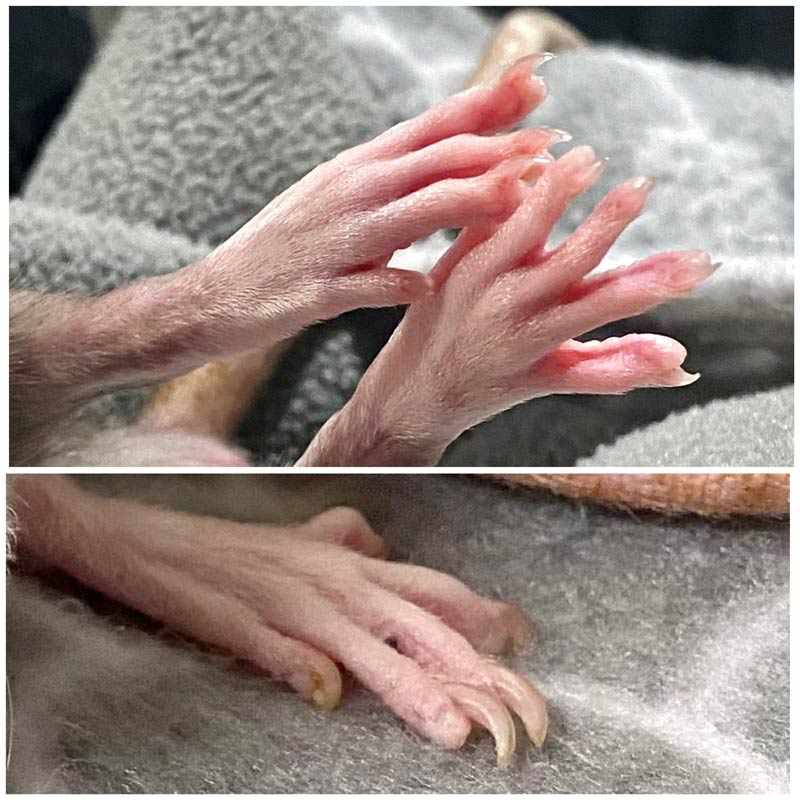 Pet Rat Nail Care – Lafeber Co. – Small Mammals