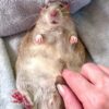 a rat lying on its back getting tummy tickled