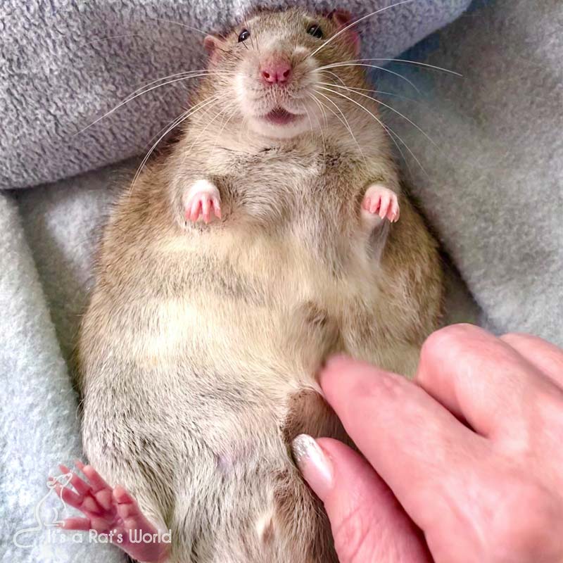 Is My Rat Fat? Lafeber Co. Small Mammals