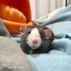 cute rat looking at camera whlie standing on blanket