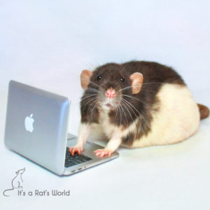 rat with paws on keyboard of a rat-sized laptop computer
