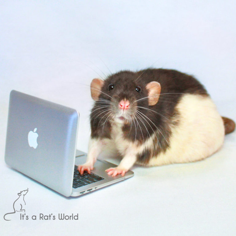 Rat Safety During Evacuation And Emergencies – Lafeber Co. – Small Mammals